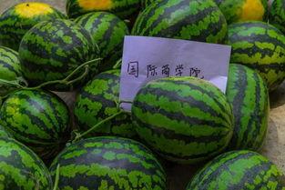 吃瓜学校100集,百集校园风云录  第2张