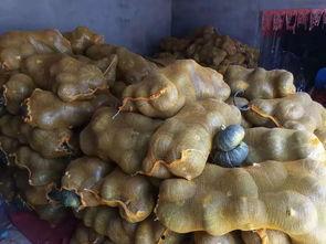 石缝瓜多久可以吃,多久可以安全享用  第3张