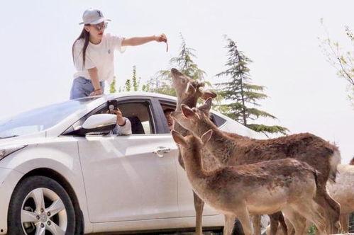 狗吃野瓜视频,揭秘野瓜美食之旅  第2张