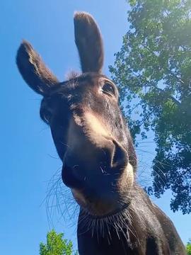 狗吃野瓜视频,揭秘野瓜美食之旅  第3张