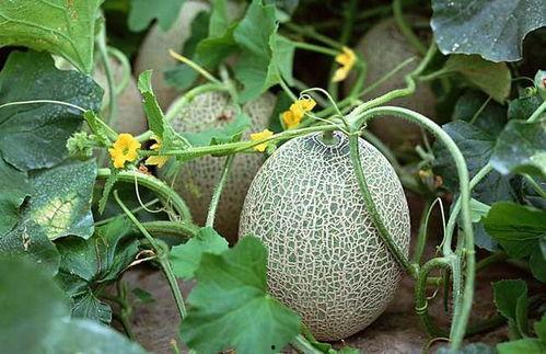 吃哈米瓜什么,探寻独特风味与营养奥秘  第3张