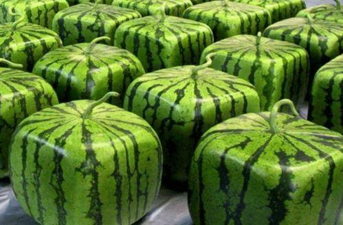 系统年代文吃瓜,揭秘不同年代文吃瓜趣事  第2张