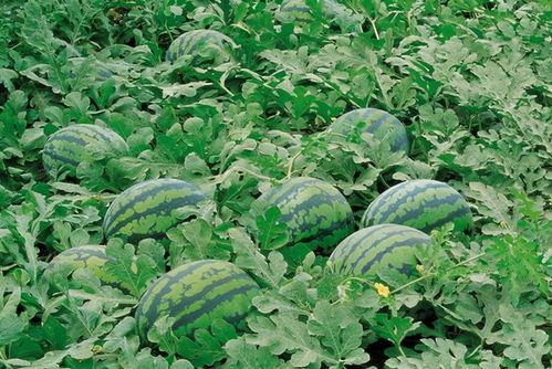 梁山吃瓜图片高清,高清吃瓜图揭秘江湖风云  第2张