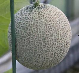 网纹瓜应该怎么吃,解锁美味新体验  第2张