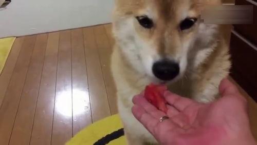 吃瓜狗的视频,揭秘娱乐圈幕后故事  第2张