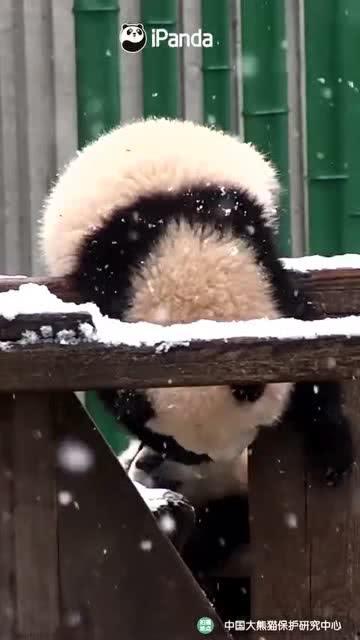 关于小熊吃瓜,一场甜蜜的味蕾冒险