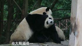 关于小熊吃瓜,一场甜蜜的味蕾冒险  第2张