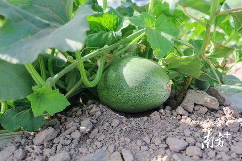 吃一万个瓜,一万个瓜背后的故事与启示  第3张