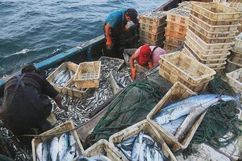 中国渔民出海吃瓜事件,引发网络热议  第3张