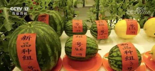 云时吃瓜,揭秘网络时代的娱乐现象  第2张