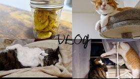 VicaTS吃瓜,揭秘娱乐圈背后的那些事儿  第2张