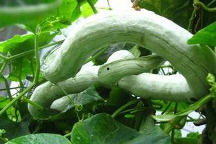 蛇瓜吃啥,揭秘蛇瓜的多样食法与搭配  第2张