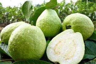 台湾蒲瓜怎么吃,探索美味与健康的完美融合