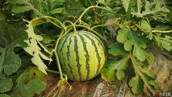 回归初心吃瓜,一场吃瓜之旅的感悟与启示  第3张