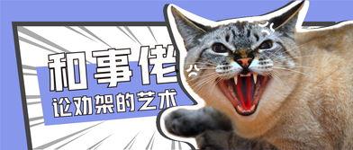 吃瓜的cat,吃瓜猫的趣味生活揭秘