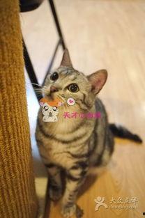 吃瓜的cat,吃瓜猫的趣味生活揭秘  第2张