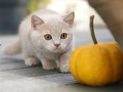 吃瓜的cat,吃瓜猫的趣味生活揭秘  第3张