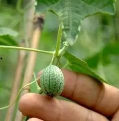 可以连皮吃的小瓜,尽享美味——探索可连皮食用的神奇小瓜”  第3张