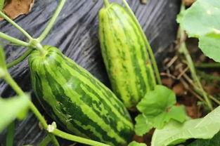 吃瓜基地啥意思,网络热词背后的文化现象  第3张