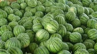 跑瓜地里吃瓜,品瓜香，体验田园生活乐趣  第3张