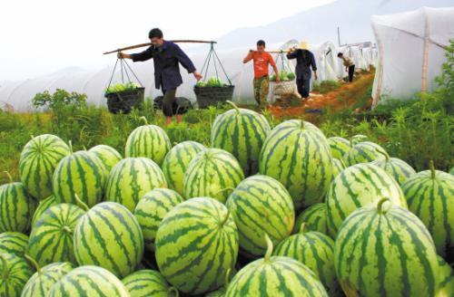 中国吃瓜日常,揭秘网络热议背后的真相与笑料  第3张