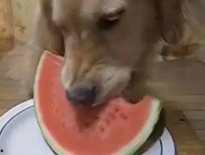 吃瓜汪 抹吊,揭秘网络热词背后的趣味与内涵