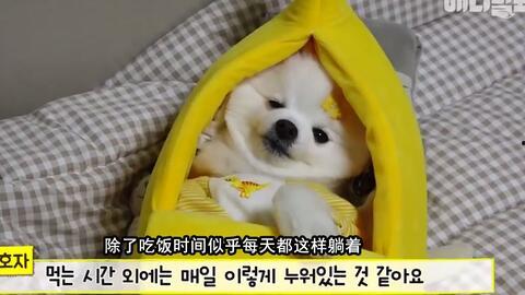 吃瓜汪 抹吊,揭秘网络热词背后的趣味与内涵  第2张