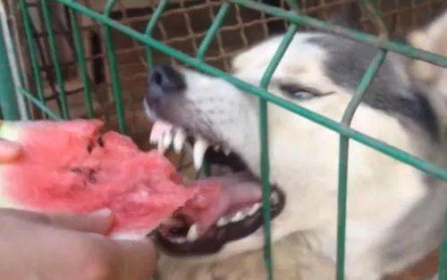 吃瓜汪 抹吊,揭秘网络热词背后的趣味与内涵  第3张