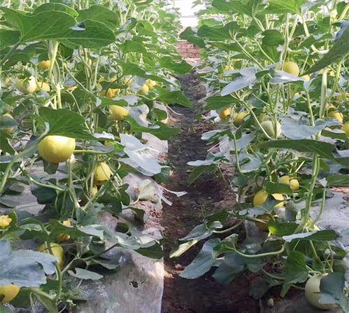 栗园小区吃瓜,吃瓜群众的热闹日常  第2张