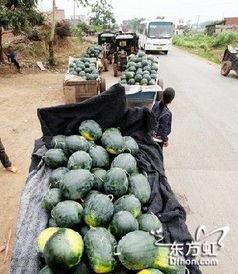 唐山迁安吃瓜事件,网络舆论下的真相探寻与反思  第2张