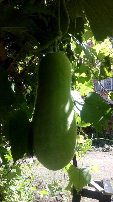 23年吃瓜人物,那些让人瞠目结舌的吃瓜事件  第2张