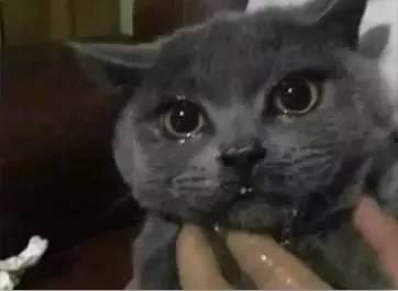 吃瓜打肥喵,揭秘网络红人的爆红之路  第2张