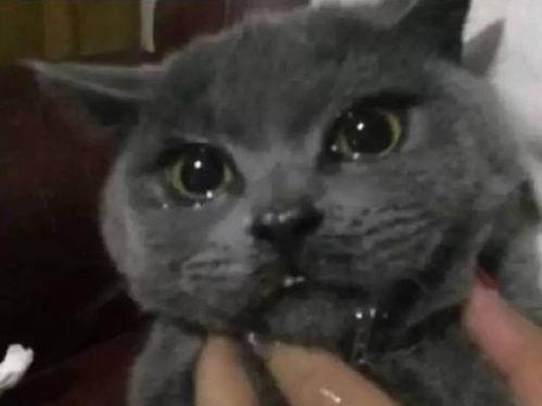 吃瓜打肥喵,揭秘网络红人的爆红之路  第3张