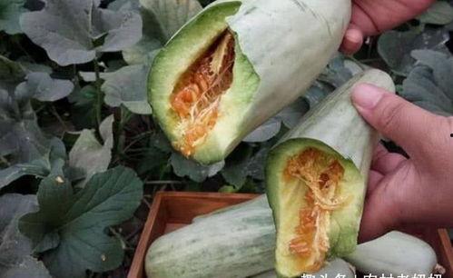 孕妇梦见吃绿色皮的瓜