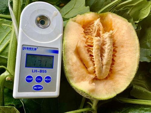 吃瓜区zip,一场关于网络热点的深度剖析之旅