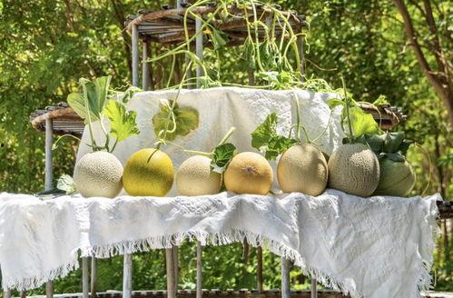 吃瓜区zip,一场关于网络热点的深度剖析之旅  第2张