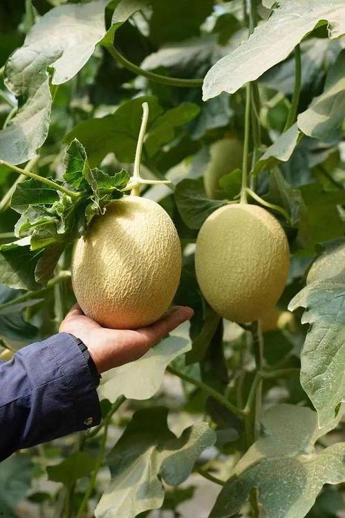 吃瓜区zip,一场关于网络热点的深度剖析之旅  第3张