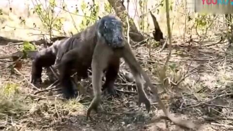 猴子吃茄瓜,自然界的美食探索之旅