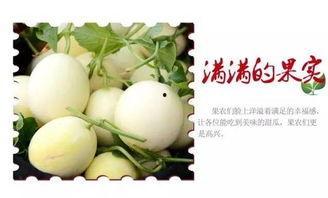 夏日消暑不止吃瓜,探索清凉美食与生活小窍门  第2张