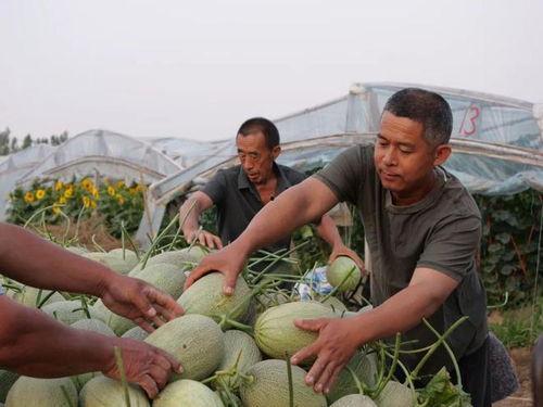 村里大妈吃瓜图片,欢乐时光瞬间定格  第2张