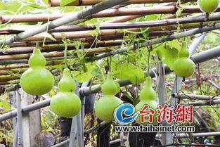 肠炎吃葫芦瓜,天然食疗的神奇疗效  第3张