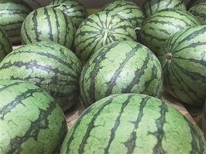 带你吃瓜抢竹笋,带你体验“吃瓜抢竹笋”的独特乐趣  第2张