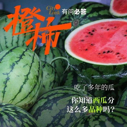 莽喜喜吃瓜,莽喜喜的瓜田奇遇记