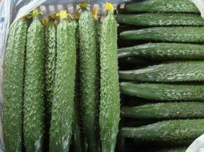 莽喜喜吃瓜,莽喜喜的瓜田奇遇记  第2张