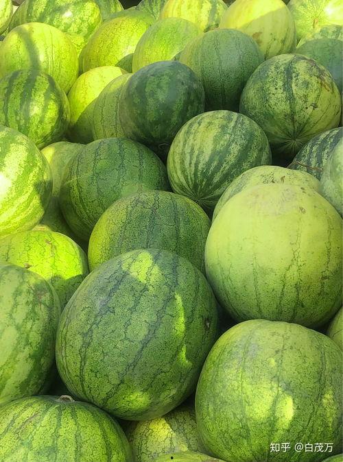 莽喜喜吃瓜,莽喜喜的瓜田奇遇记  第3张