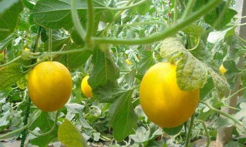 伊丽莎白瓜放几天吃,放几天最佳食用时间揭秘  第2张