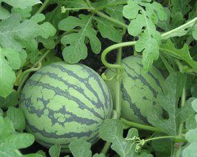 孕妇可以吃麒麟瓜吗,营养与安全的双重保障  第3张