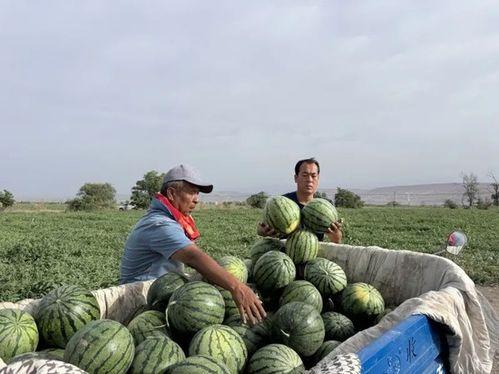 沂南吃瓜现场,街头巷尾共享夏日清凉时光  第2张