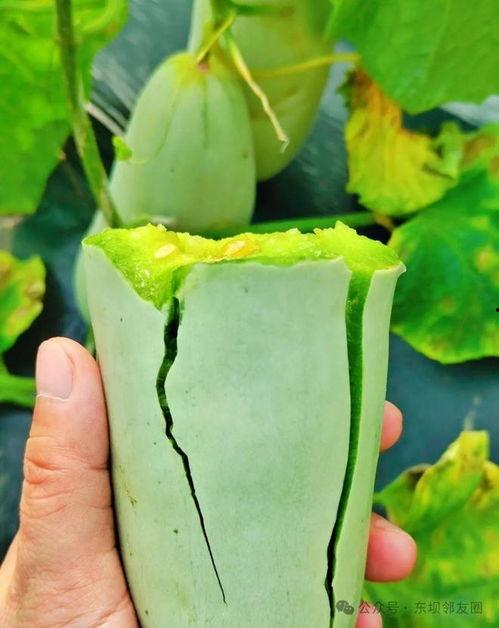 吃瓜还是看指甲  第2张