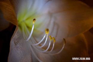 怀孕梦到摘瓜吃  第3张